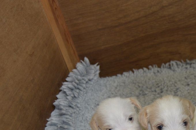 Kort beskrivelse af en Parson Russel Terrier:

Udseende: halvlanghåret, udstråler værdighed og klogskab
Familiehund: trofast - klog - hengiven - pålidelig
Jagthund: stående - udholdende - gode jagtinstikter
Lydighedshund: utrolig lærenem, elsker at behage sin fører​

VI FORVENTER IKKE PARSON HVALPE FORELØBIG
