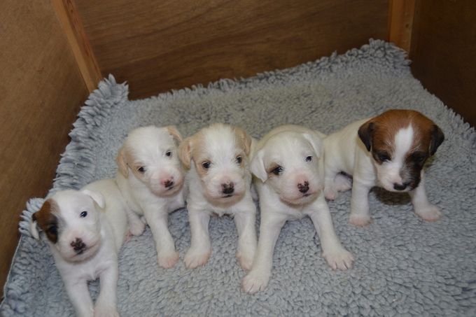 Kort beskrivelse af en Parson Russel Terrier:

Udseende: halvlanghåret, udstråler værdighed og klogskab
Familiehund: trofast - klog - hengiven - pålidelig
Jagthund: stående - udholdende - gode jagtinstikter
Lydighedshund: utrolig lærenem, elsker at behage sin fører​

VI FORVENTER IKKE PARSON HVALPE FORELØBIG
