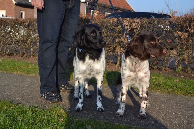 Cindy og Fenja 2015 i Holland