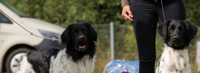 Kort beskrivelse af en Stabyhoun:

Udseende: halvlanghåret, udstråler værdighed og klogskab
Familiehund: trofast - klog - hengiven - pålidelig
Jagthund: stående - udholdende - gode jagtinstikter
Lydighedshund: utrolig lærenem, elsker at behage sin fører​
